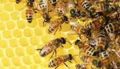 Bee sharing. How to make apiary the digital product.