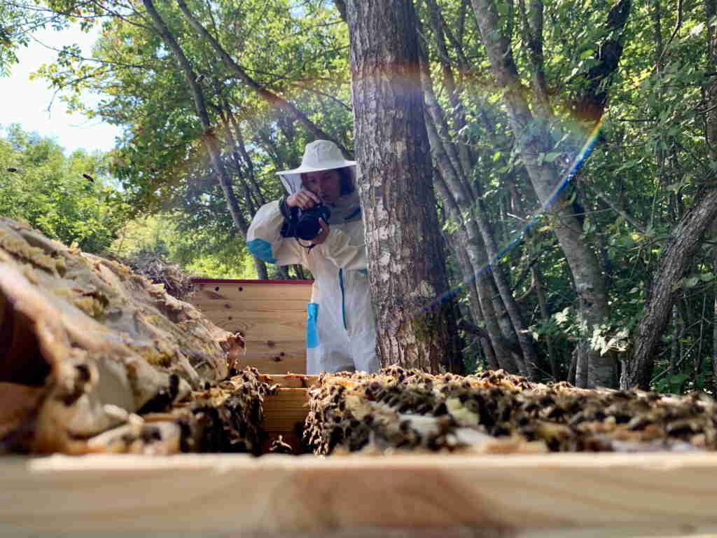 How much money one bee brings. Economics of beekeeping.